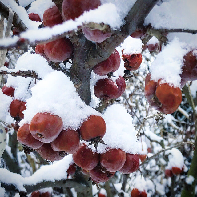 Mekagojiranogyakushu