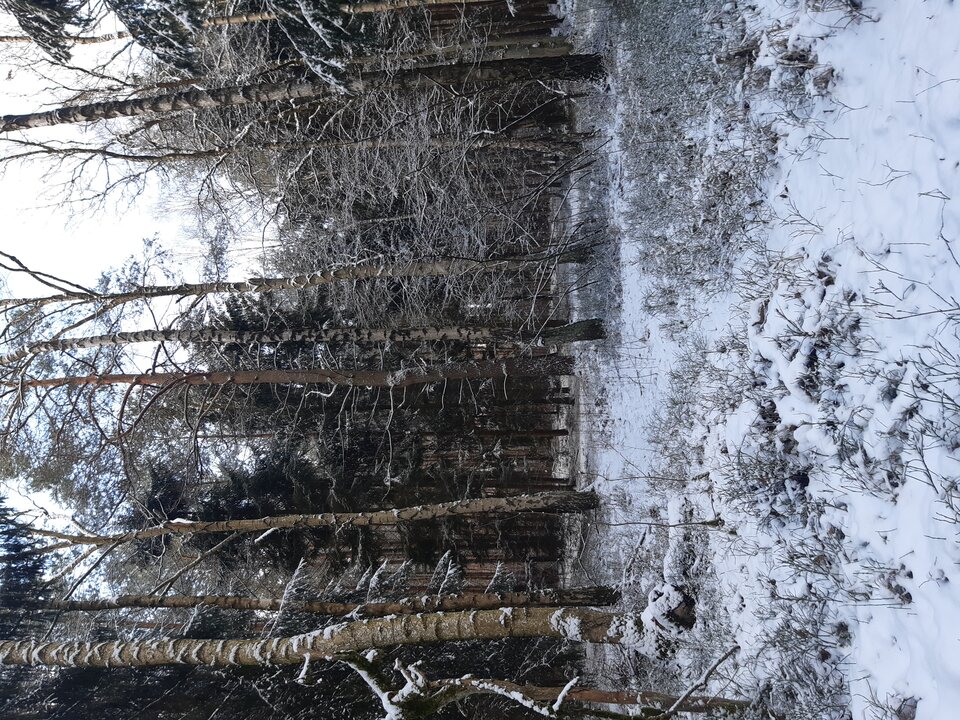 20210130_123810.jpg - torii99