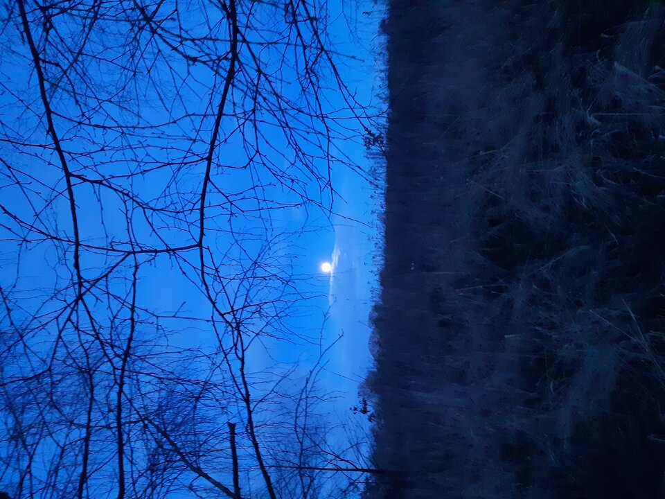 20210128_170519.jpg - torii99