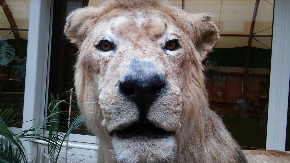 Foto_lew.jpg1.jpg - Exclusiv