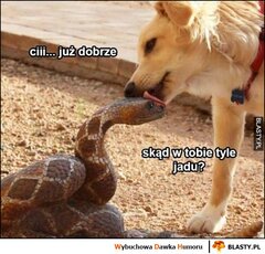 cii-juz-dobrze-skad-w-tobie-tyle_2019-11-12_02-43-01.jpg