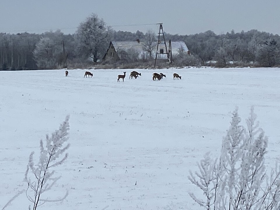 1A54B7F1-8F80-4903-A149-F5BFCCDBF7C6.jpeg - Sender42