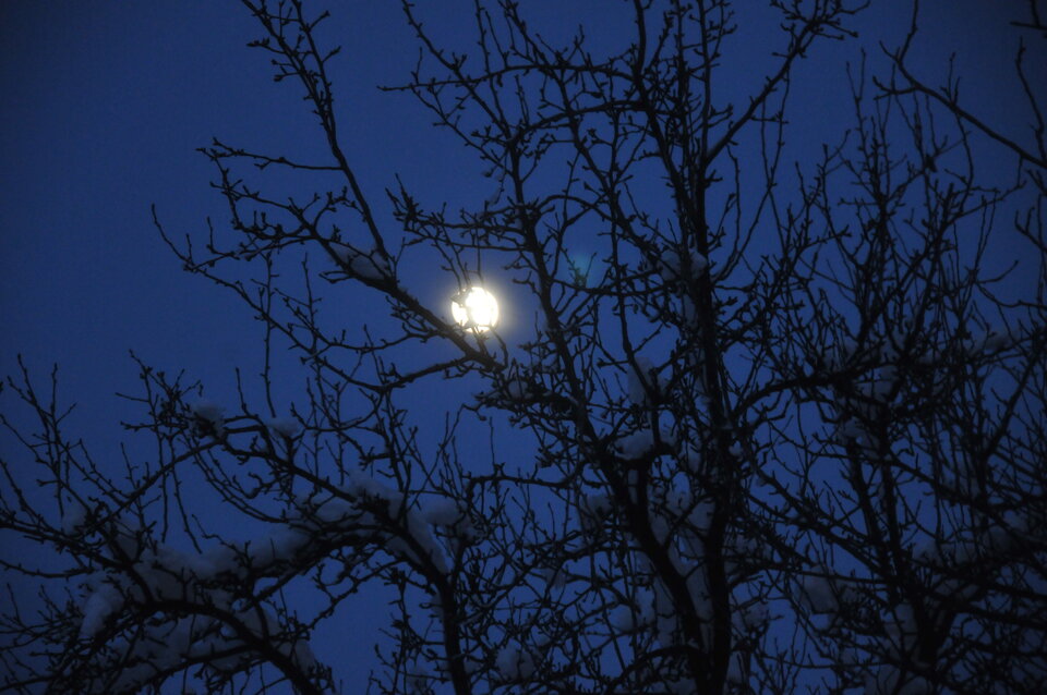 DSC_4478.JPG - demon13