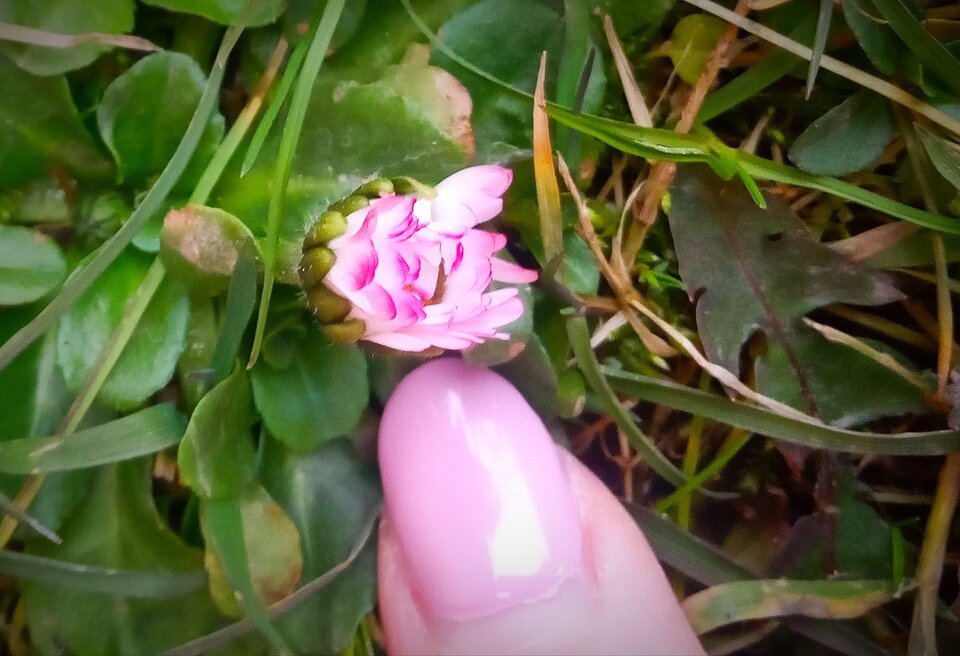 IMG_20210301_145247.jpg - Stokrotka3000