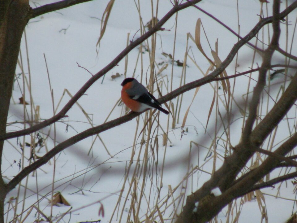 IMG-20191229-WA0033.jpg - BuBuChaCha