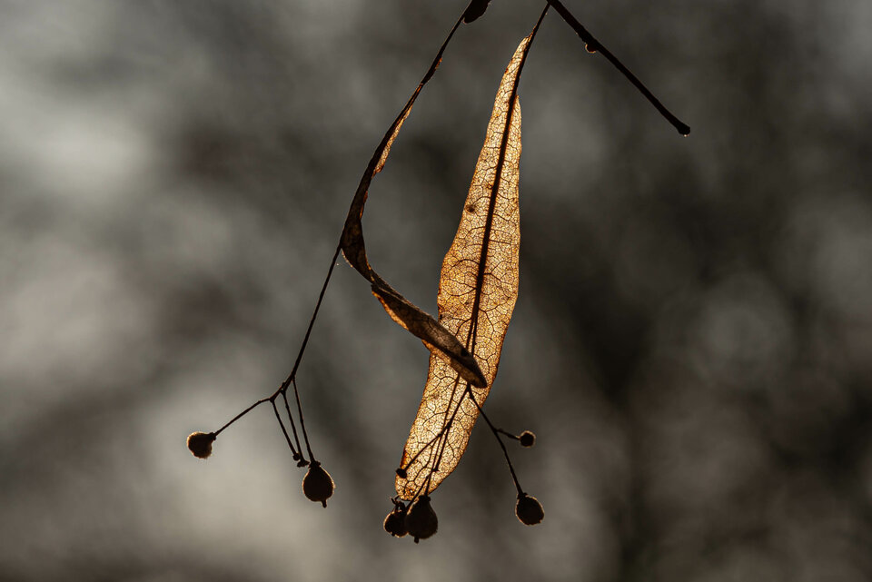 Suchotnik w marcowym słońcu - mystic