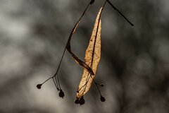 Suchotnik w marcowym słońcu