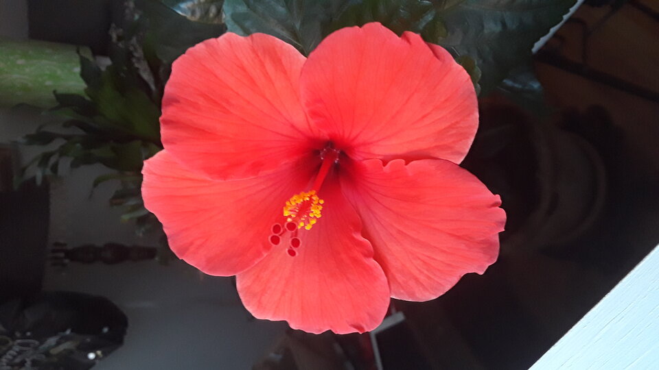 20210302_064335.jpg - Hibiscus1