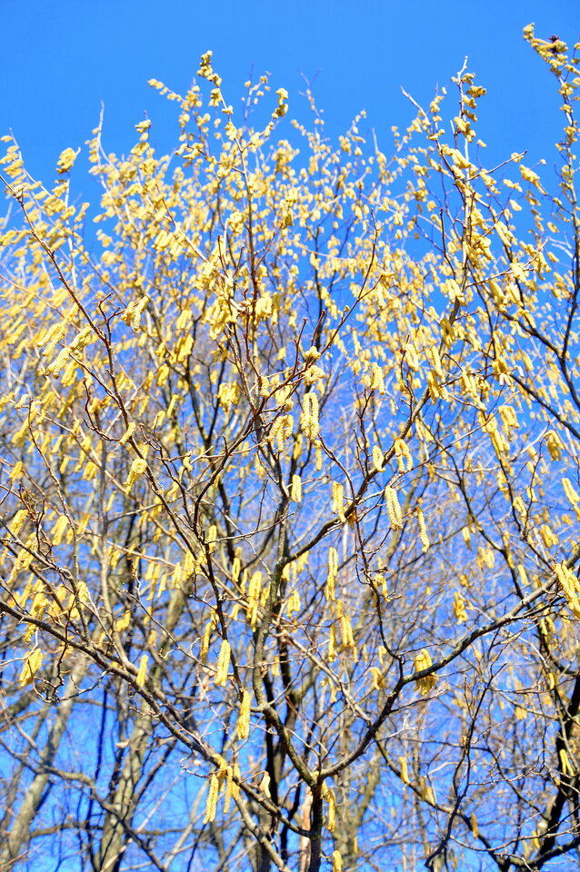 DSC_4584.JPG - demon13