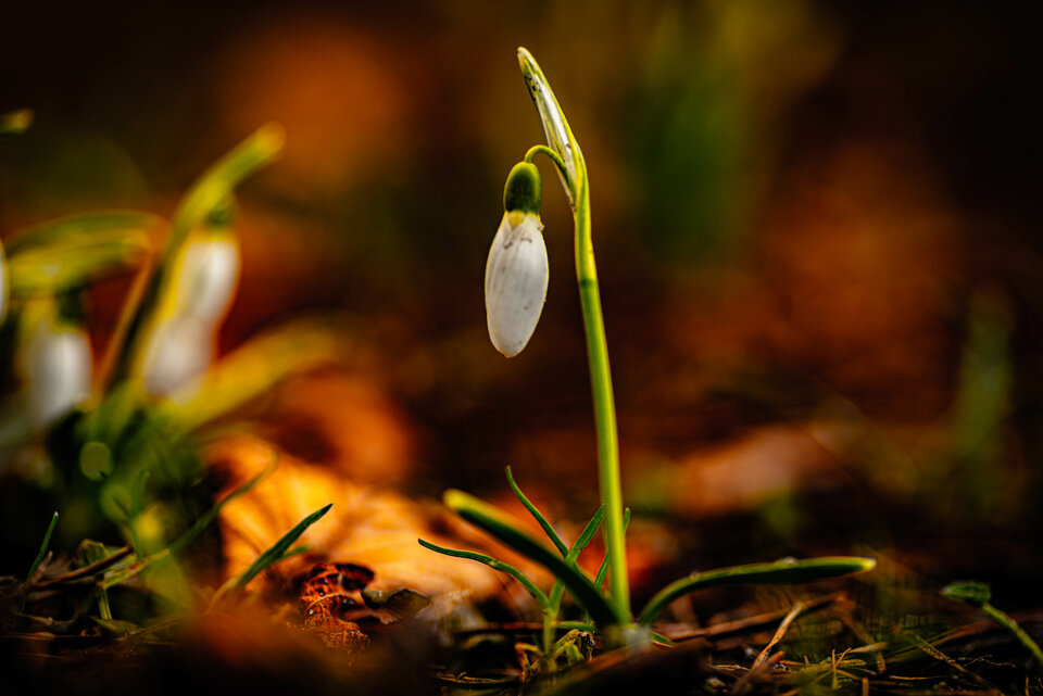 W końcu coś drgnęło w przyrodzie - mystic