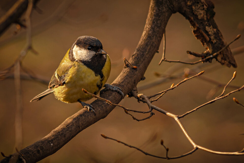 Sikor parkowy ;)  - mystic