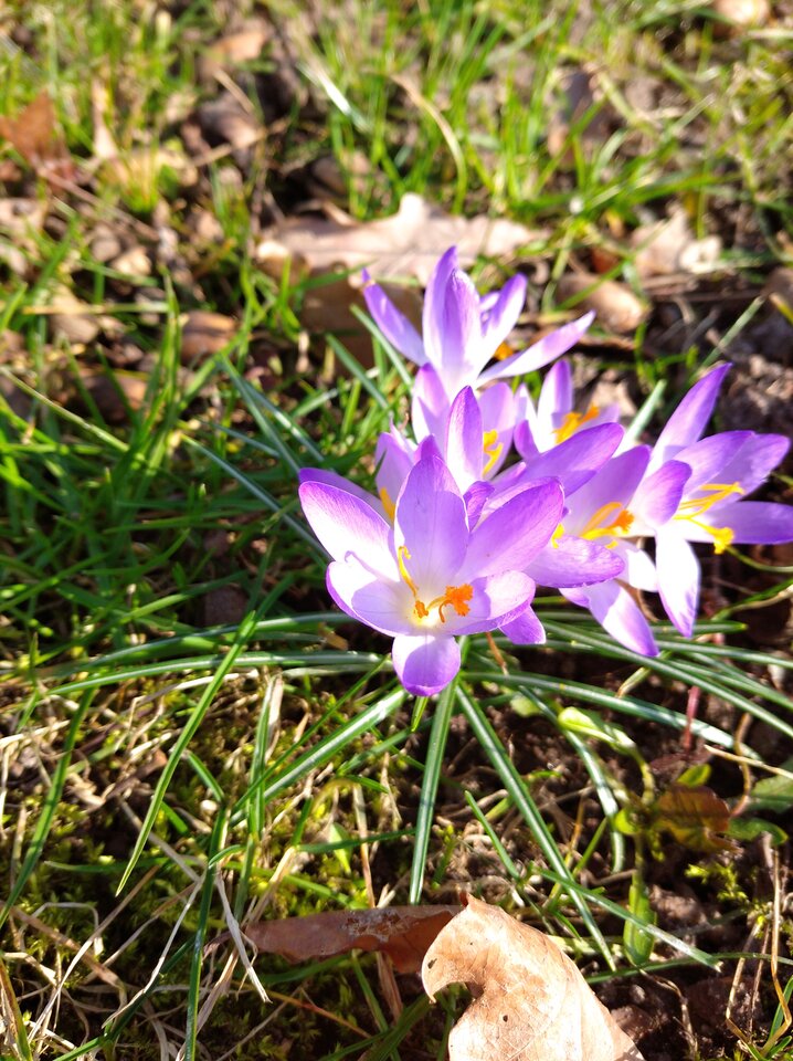 🌷🌷🌷 - Lizak8989
