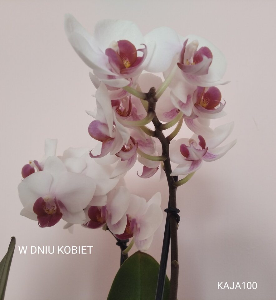 IMG_20210308_081456.jpg - KAJA100