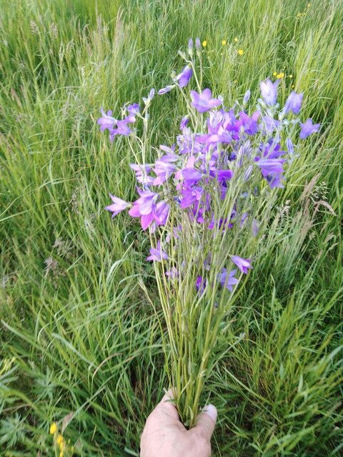 Dzień Kobiet.jpg - demon13