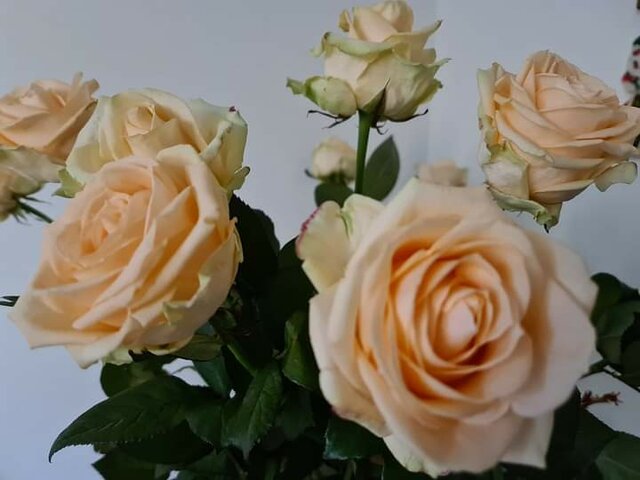 FB_IMG_1615213399500.jpg - vipgosc69