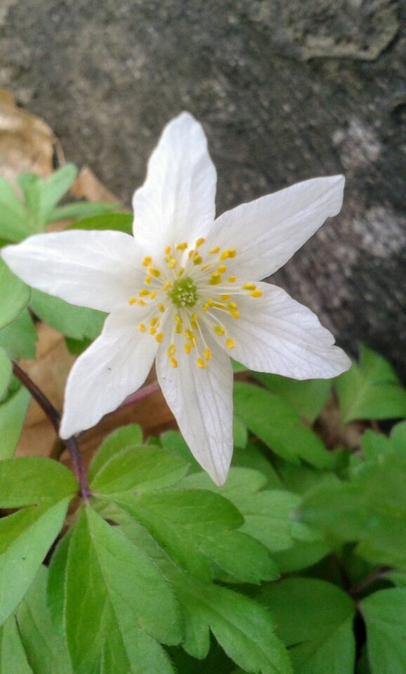 Dla wszystkich Pań wszystkiego najlepszego. - brak10