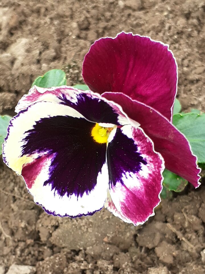 20210402_160754.jpg - 19slaw79