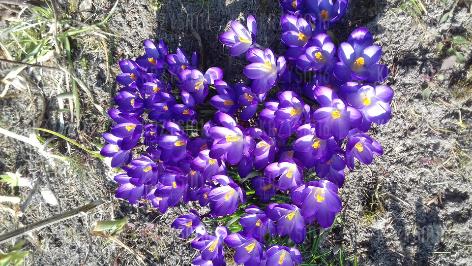 20210327_131821.jpg - krzysm16