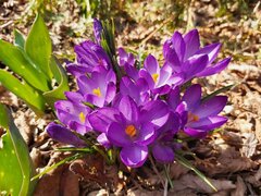 FB_IMG_1617227520611.jpg