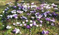 💐🌼🌻🌺🌷🌹    04.04.2021r-jpg