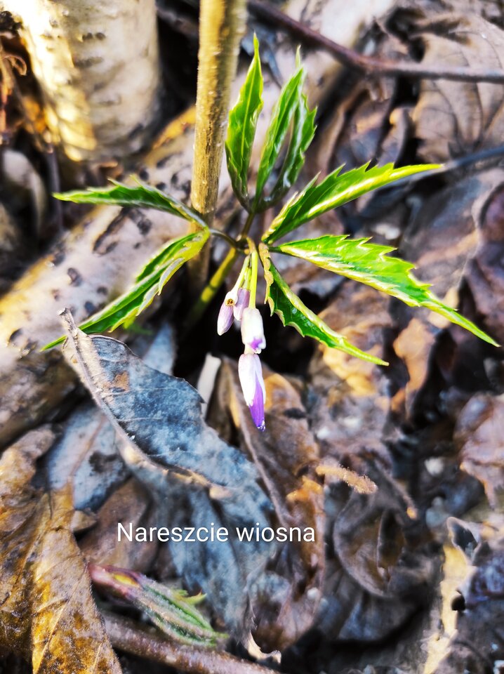 IMG_20210327_080121.jpg - Roderich30