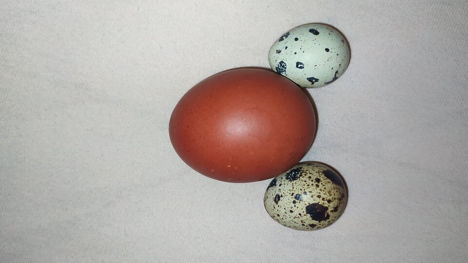 IMG_20210403_233613.jpg - Horp