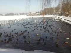 Łabedzie i kaczuszki.jpg