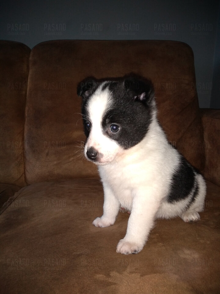 IMG_20210402_162625201.jpg - pasand