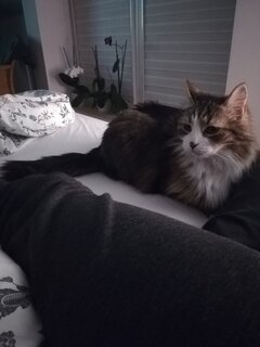 Poznam kotkę Kórnik lub okolice