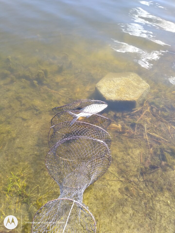 IMG_20210408_152534483.jpg - rafi07