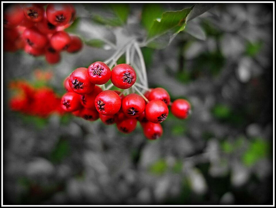 12186521_10203543031936519_650820241810203225_o.jpg - primax1958