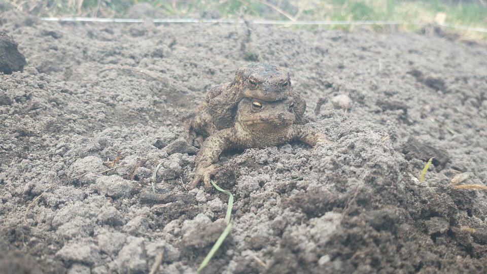 IMG-20210412-WA0019.jpeg - skrad_dleihs