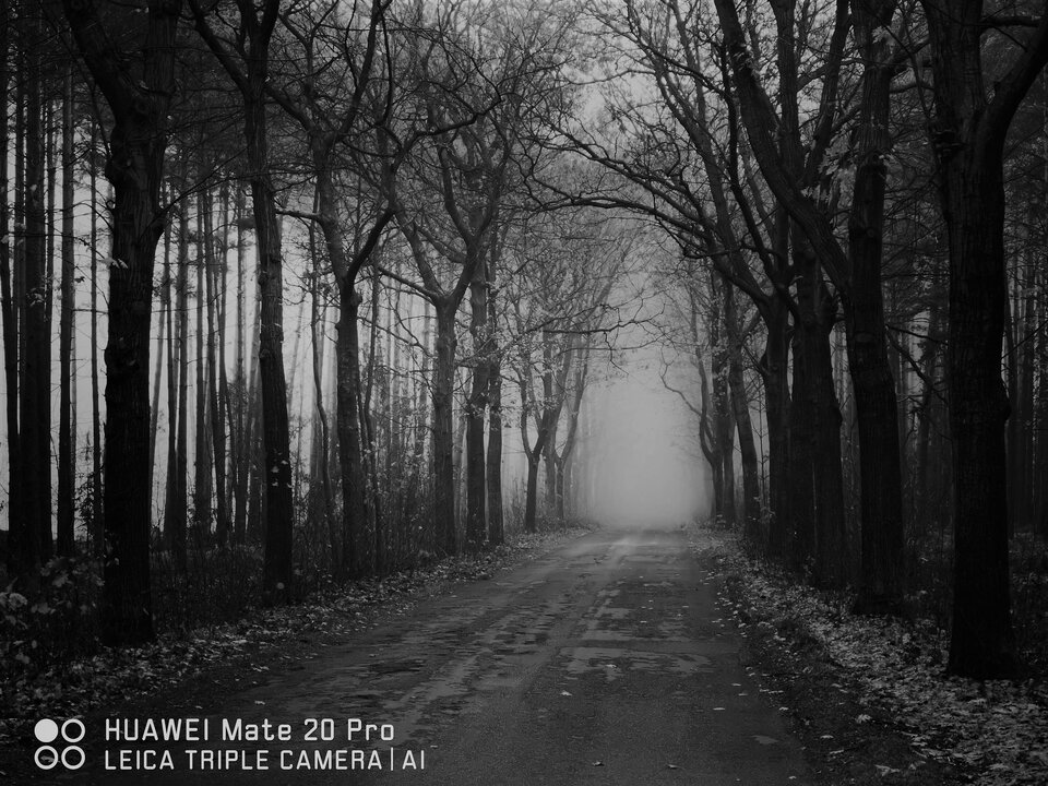 IMG_20191031_110348_BURST001_COVER.jpg - endriu07