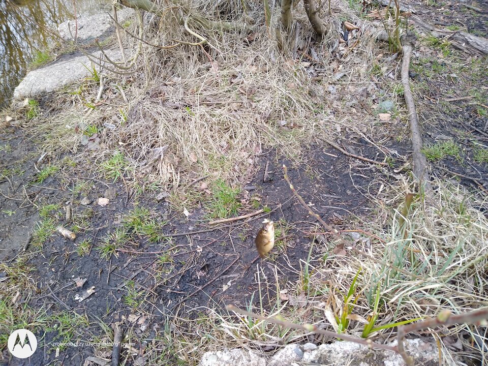 IMG_20210414_163411772.jpg - rafi07