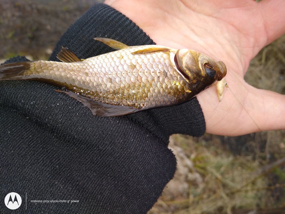 IMG_20210414_163343650.jpg - rafi07