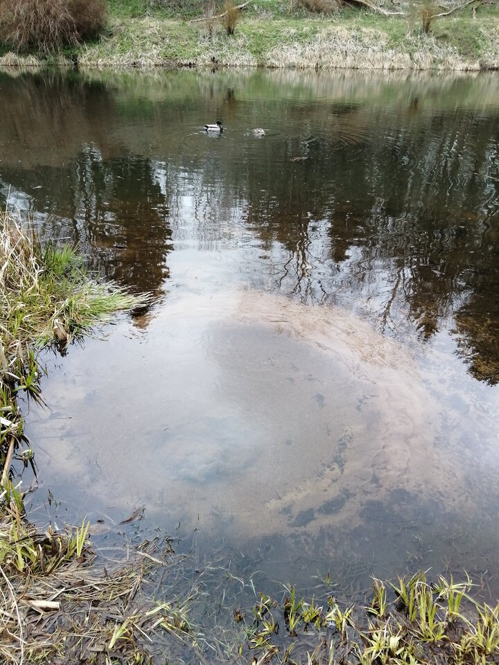 IMG_20210416_182151.jpg - Frelka_ze_wsi