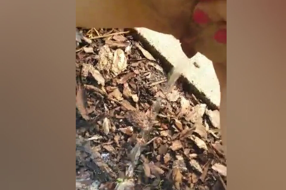 10421_080609136.jpg - MBSL