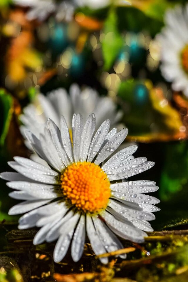 156902701_2308766495922404_6981029921904177636_o.jpg - Wolff39