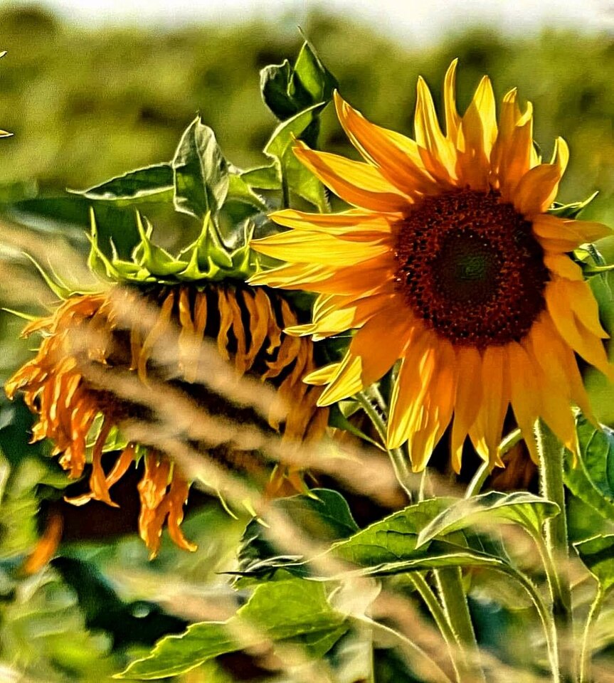 159897515_10225408235137343_2646034099037127606_o.jpg - Wolff39