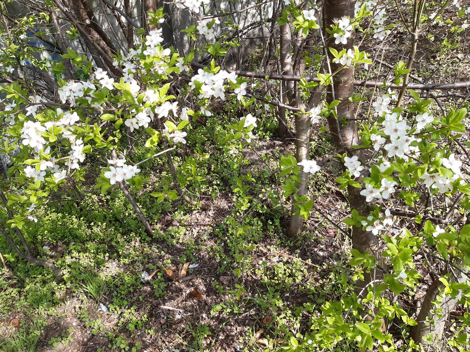 20210421_105527.jpg - torii99