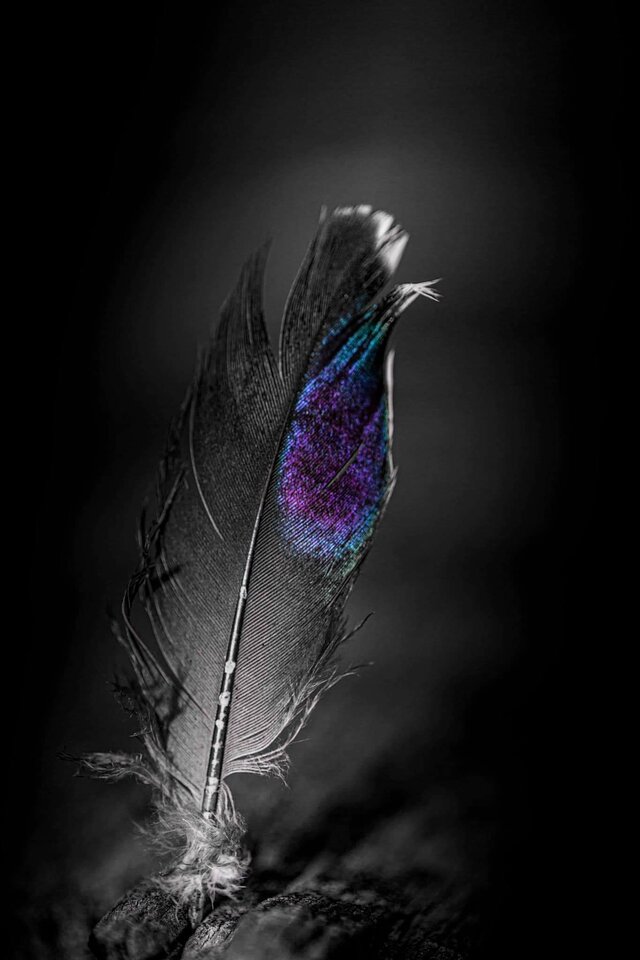 152499355_10226022412297693_8385416729957319594_o.jpg - Wolff39