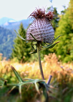 wakacje 2009 066.jpg