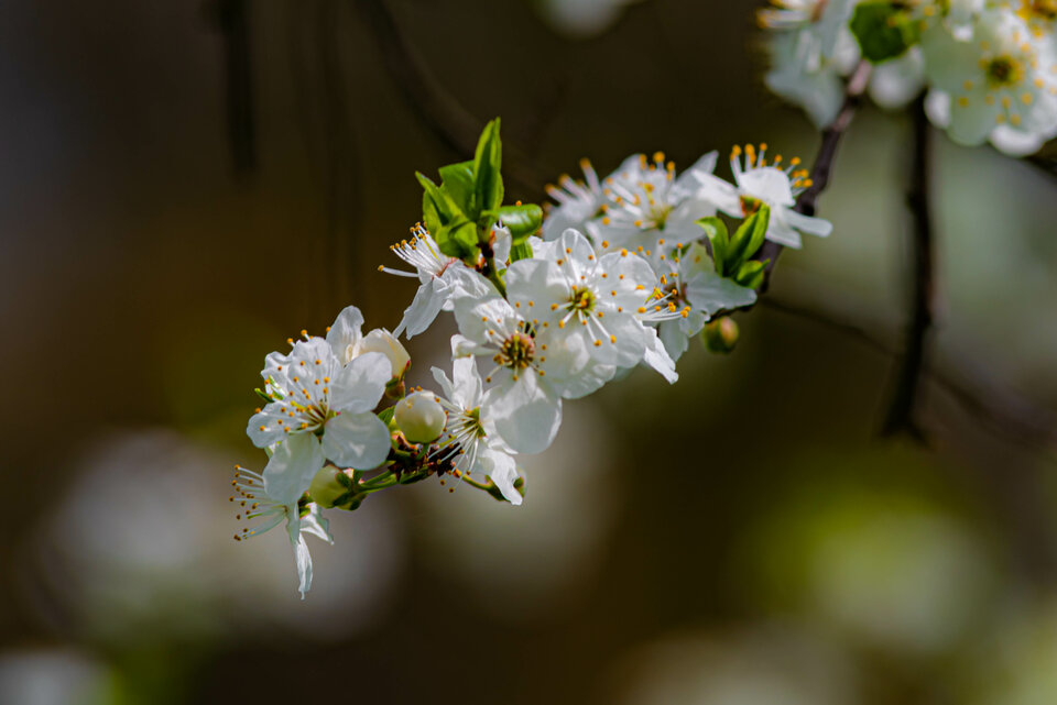 Małe a piękne - mystic