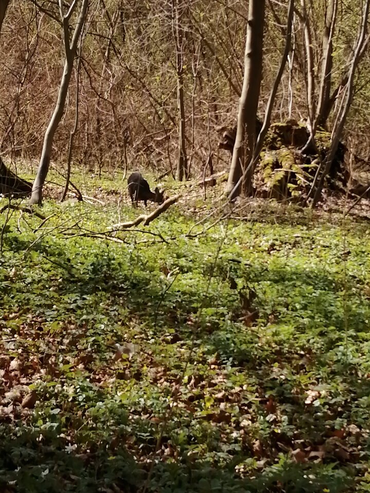 IMG_20210424_140511.jpg - Frelka_ze_wsi