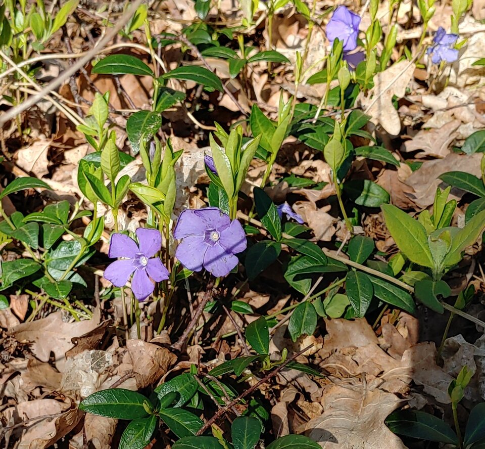 20210427_093527_HDR~2.jpg - bobb2