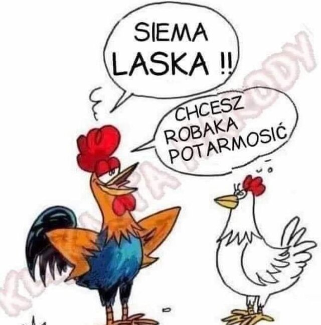 PuszystaDlaPuszystegoMisia