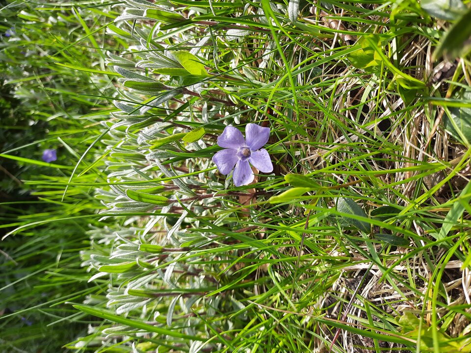 20210429_122734.jpg - Polaco86