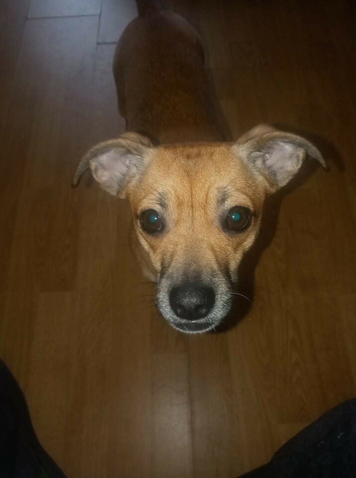 132270747_1672222739630348_5922161879872184641_n.jpg - wolnyjakPtaszek