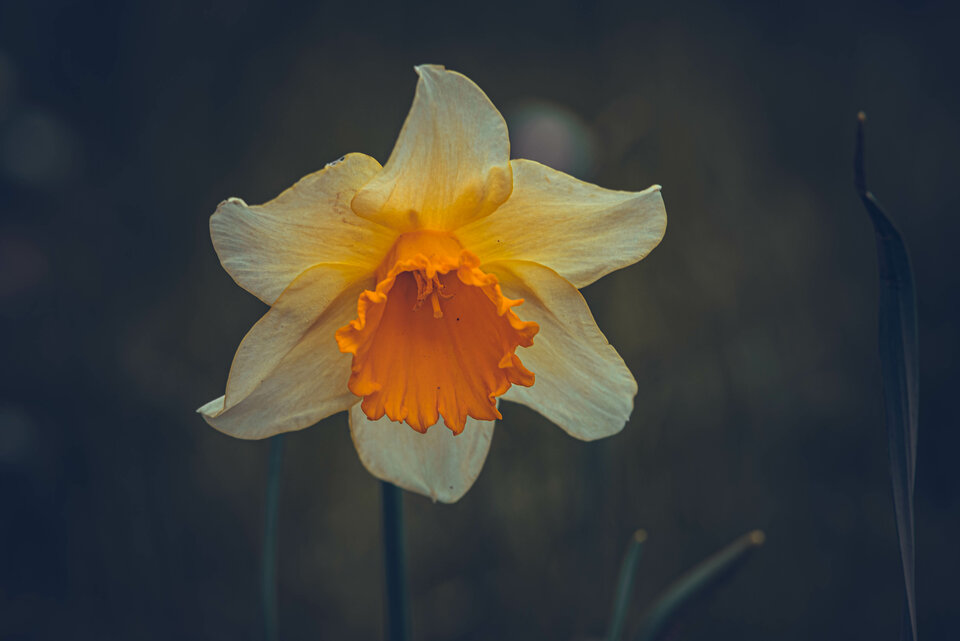 Wiosennie 2 - mystic