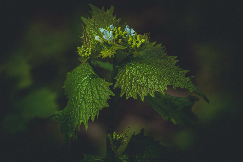 Wiosennie 3 - mystic